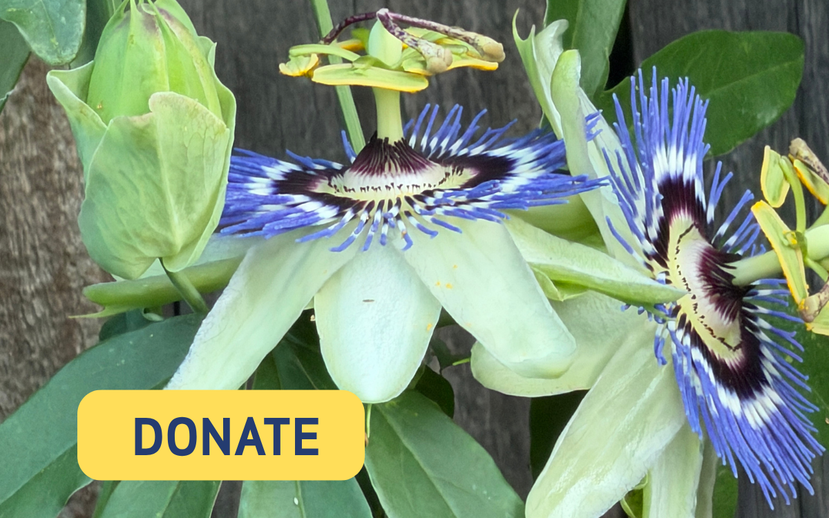 Blue and black exotic flowers with donate button