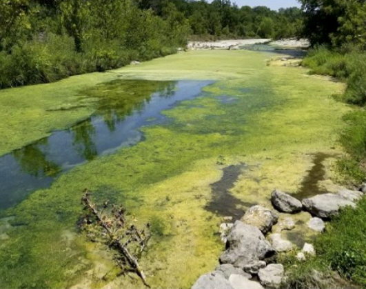 Algae on the San Gabriel River