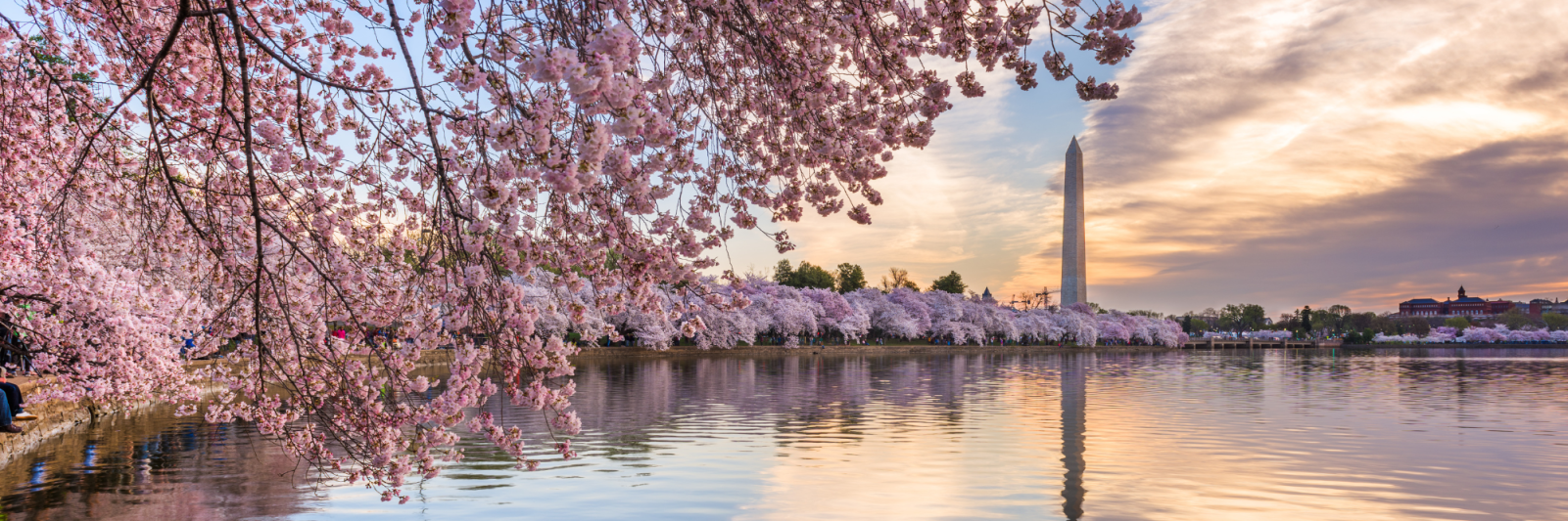Washington Monument with cherry blossoms
