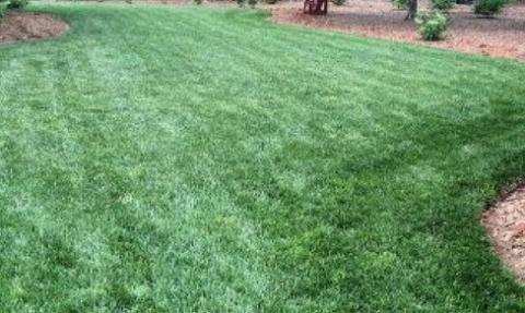 Natural Lawn
