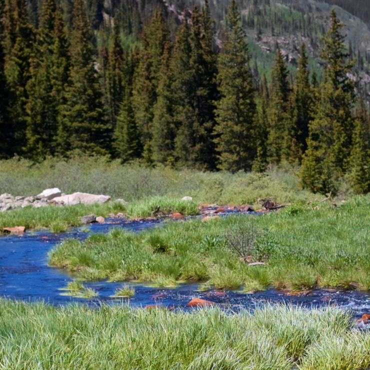 Small river running through pine trees