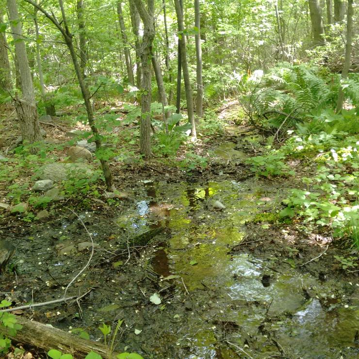 A stream surrounded by trees in the Frederick Municipal Forest