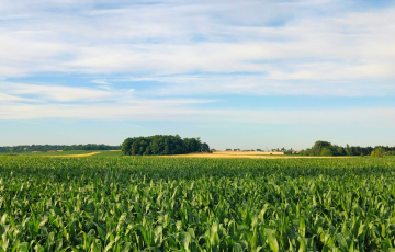 Corn field in summer