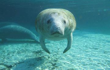 By U.S. Geological Survey [CC BY 2.0 (http://creativecommons.org/licenses/by/2.0)], via Wikimedia Commons