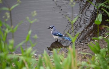 Blue Jay