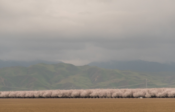 San Joaquin Valley Orchards