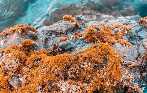 A close up image of red algae bloom.