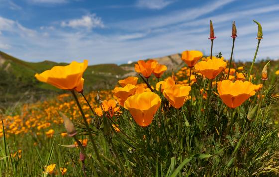 Poppies in a field 