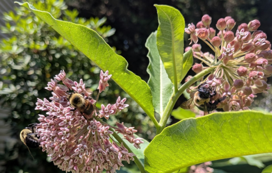 Bumblebees enjoying blooming milkweed in late June. 