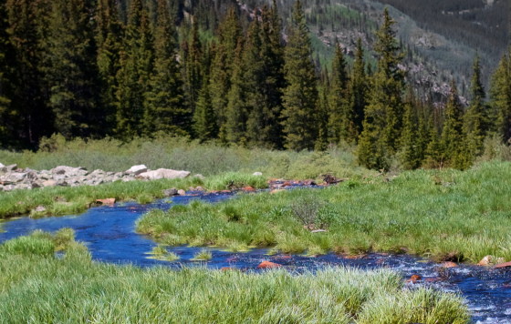Small river running through pine trees