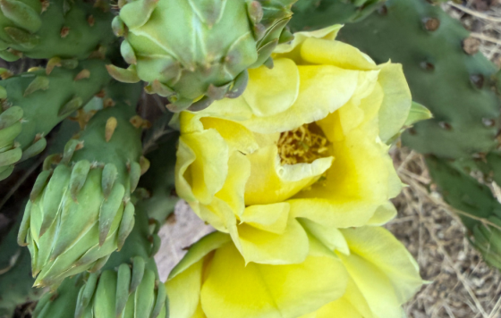 Prickly Pear flower 