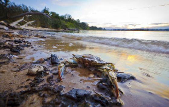 Blue crab. Photo credit: Lone Wolf Photography / Shutterstock
