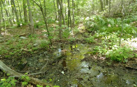 A stream surrounded by trees in the Frederick Municipal Forest