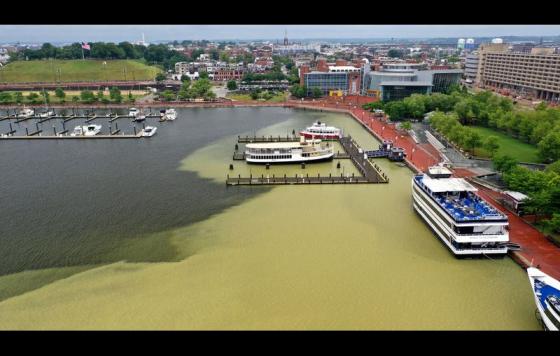 Sediment plume in Baltimore's Inner Harbor. Photo credit: Baltimore Sun.
