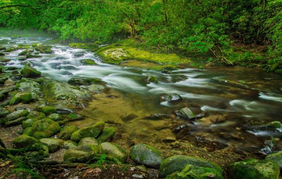 Smoky Mountain stream. Photo credit: ehrlif / Shutterstock