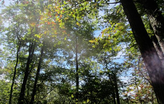 Maryland forest in late summer
