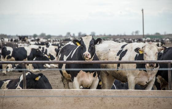 Cows -- Kent Kanouse -- Creative Commons, Flickr