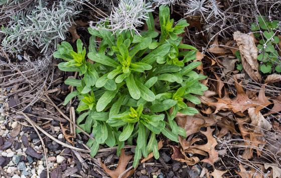 Green pennycress, one potential cover crop photo: flickr.com/50697352@N00 CC BY-SA 2.0