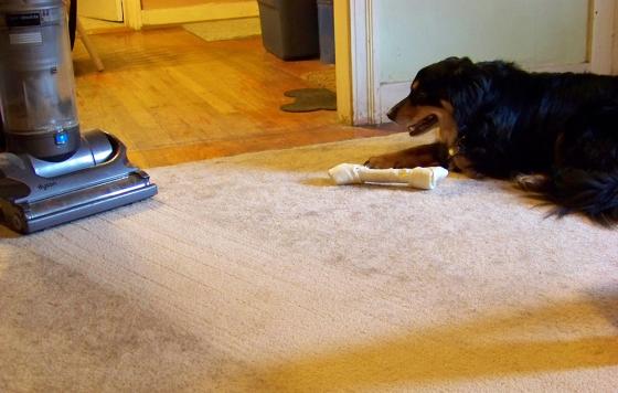 Vacuuming a carpet / photo: flickr.com//wyldkyss CC