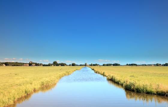 Stream in a yellow meadow